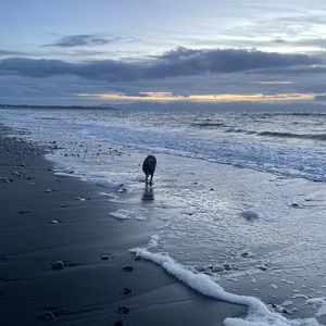 Meet your Posher, Bailey